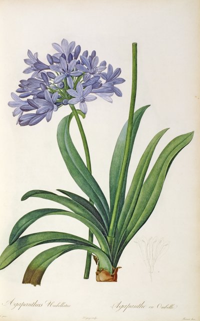 Agapanthus Umbrellatus, from 